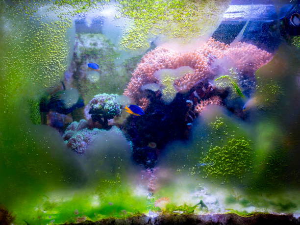 algae on aquarium glass due to lack of maintenance