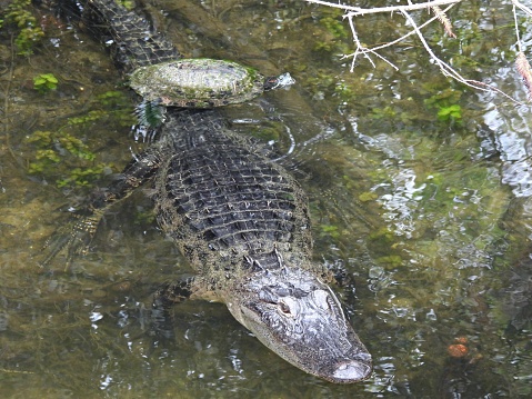 American Alligator and a Red-eared slider turtle  co-existing