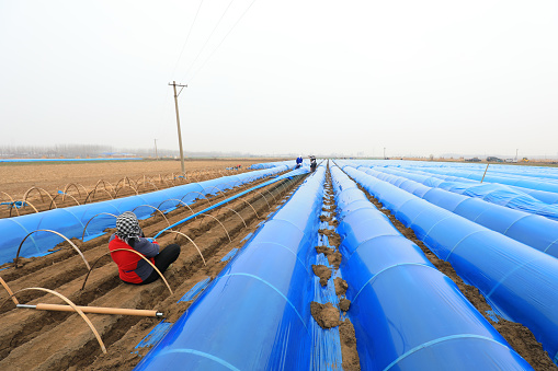 LUANNAN COUNTY, Hebei Province, China - March 27, 2021: farmers install ginger greenhouses in their fields