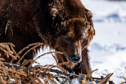 An Alaskan Grizzly Bear in the snow