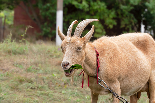 A goat grazes in the countryside. A tethered goat grazes on the lawn.