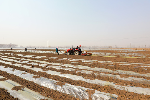 LUANNAN COUNTY, Hebei Province, China - April 1, 2021: farmers drive agricultural machinery while planting taro on a farm