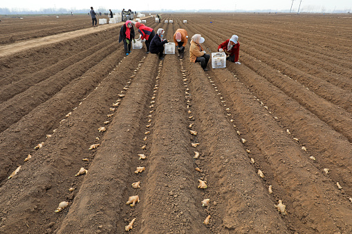 LUANNAN COUNTY, Hebei Province, China - April 1, 2021: farmers grow ginger in fields.