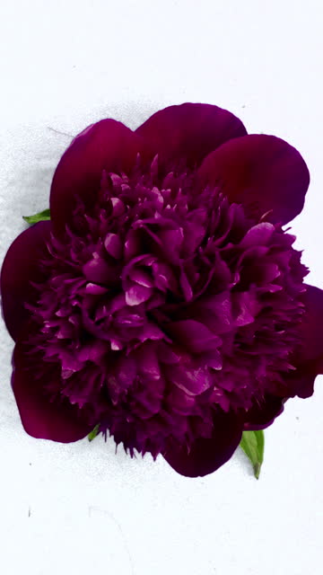 Blooming red Peony Flower
