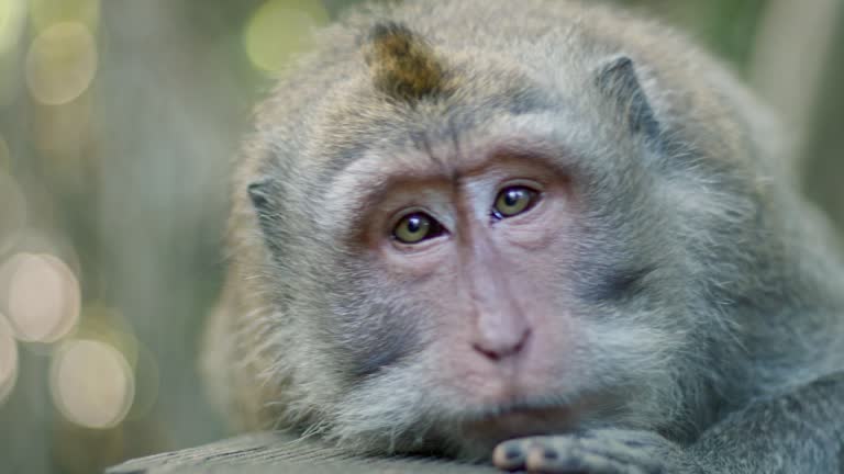 Balinese monkey taking some time off from the sun by being in the shadow.