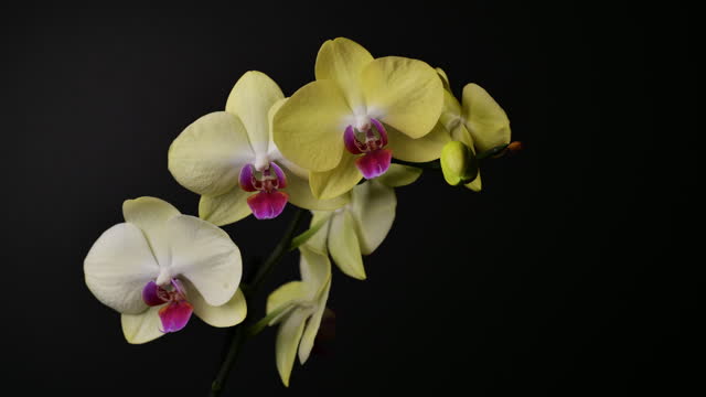 Orchid Blooming Time lapse