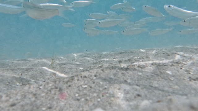 School of Fish Swimming in Shallow Water, St. John, United States Virgin Islands.