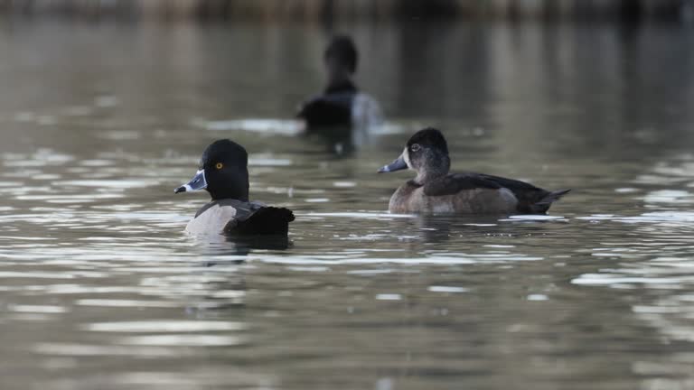 Ring-necked Duck, Arizona