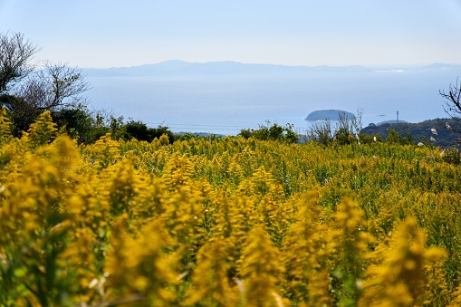 Ragweed blooming all over Mt. Sangane with Mikawa Bay in the background.
