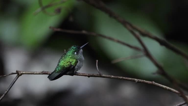 Violet-headed hummingbird, Costa Rica