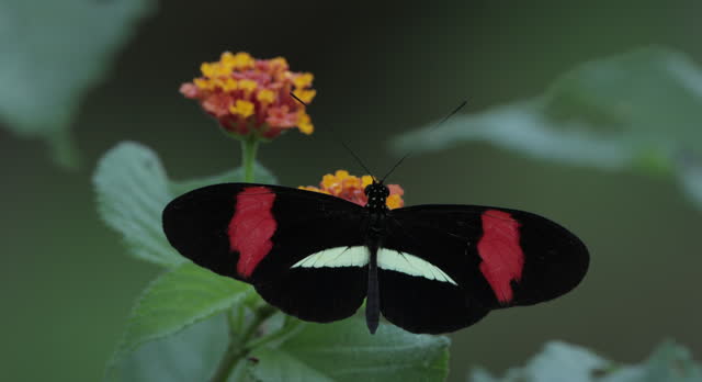Tropical Butterfly, Costa Rica: Heliconius Butterfly