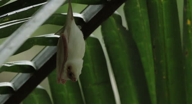 Northern Ghost Bat, Costa Rica