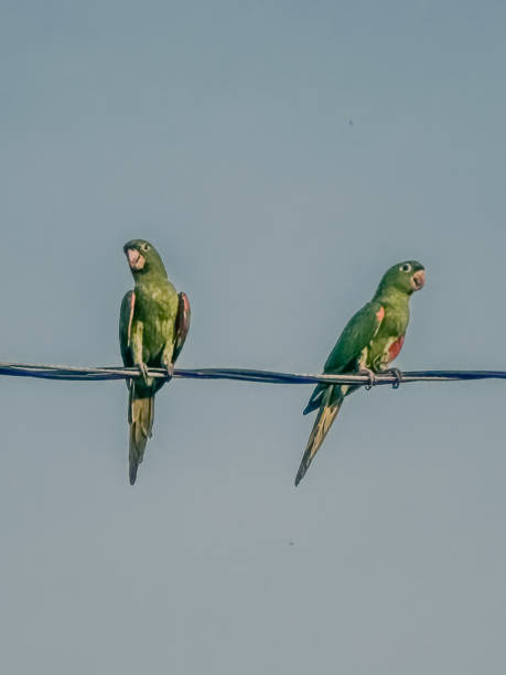 istock Two typical green Brazilian birds laying in a line 1973789531