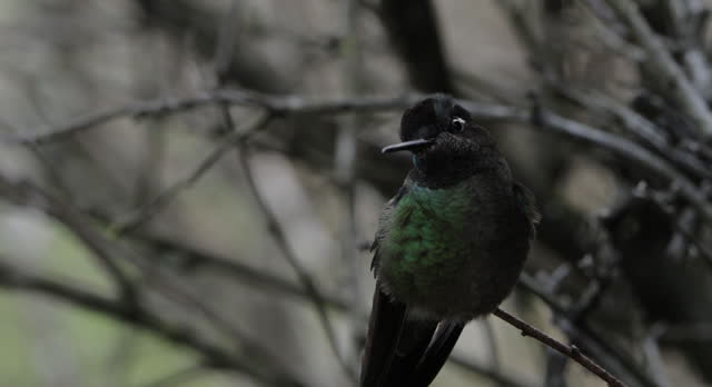 Talamanca hummingbird, Costa Rica
