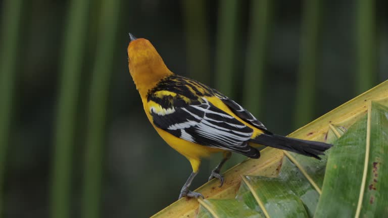 Streak-backed Oriole, Costa Rica