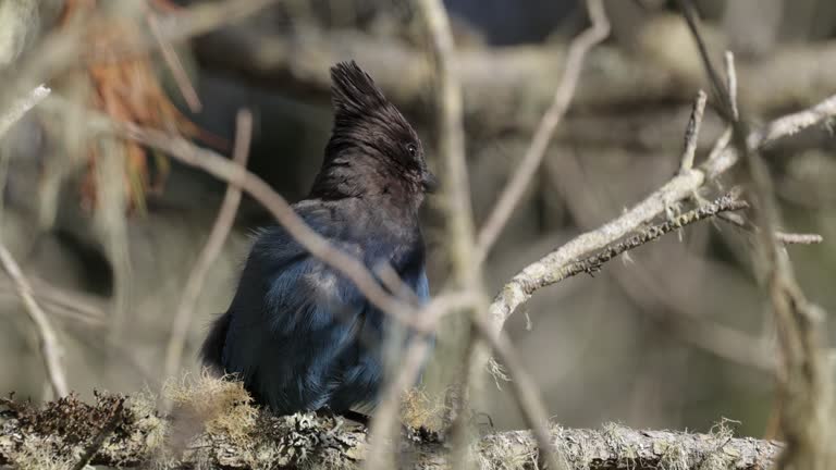 Steller's Jay, California