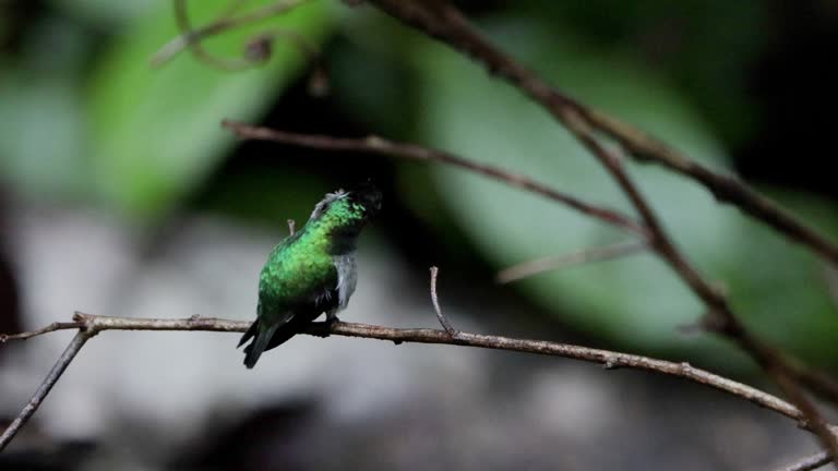 Violet-headed hummingbird, Costa Rica