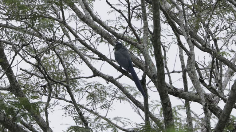 White-throated Magpie-Jay, Costa Rica