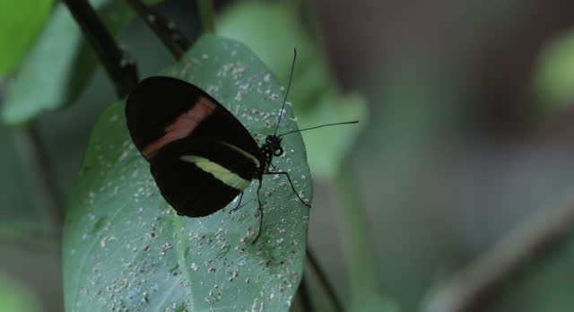 Tropical Butterfly, Costa Rica: Heliconius Butterfly