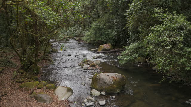 Natural stream, Parque Nacional Los Quetzales, Costa Rica