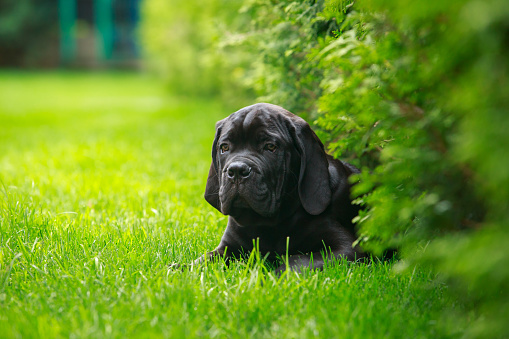 Portrait of a 7 month old black labrador puppy