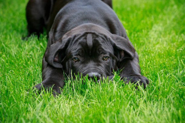 Cute dog with tasus otrhosis plays in the backyard.