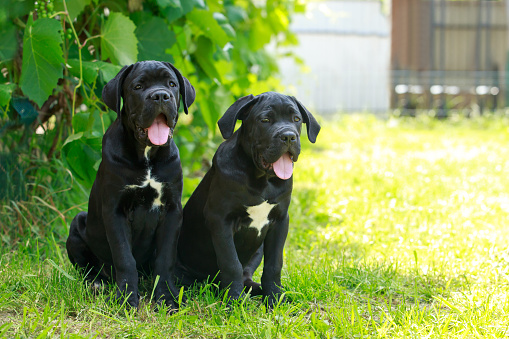 Two dogs breed Cane Corso Italiano sits on the green grass