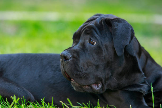 istock Dog breed Cane Corso Italiano 1973822289