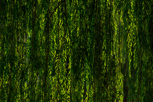 Weeping willow (Salix Babylonica) in the garden at the Karolyi Castle in Carei, Romania
