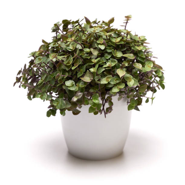 istock Potted Callisia house plant in white ceramic pot on white background 1973836497
