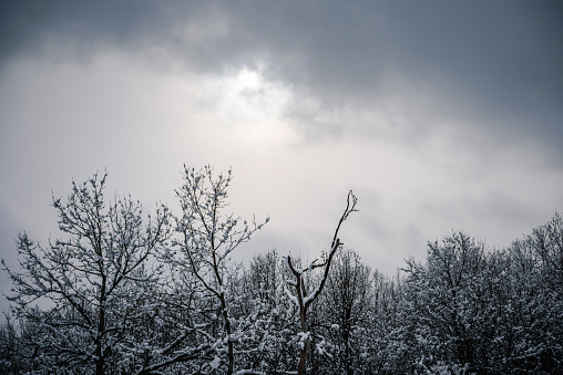 Winter forest covered with snow