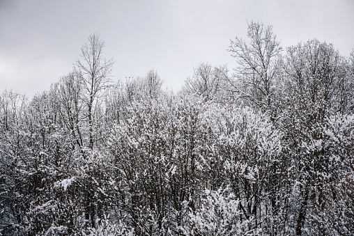 Cold winter sunset in the wood with trees covered with frost