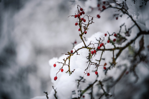 Red rowan berries on tree branches covered with snow outdoors on cold winter day