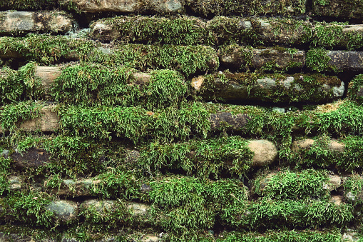 The old stone wall covered by the green moss. Abstract texture background.