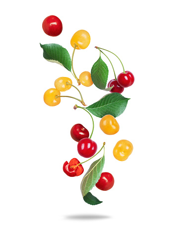Group of ripe red and yellow cherries close up in the air isolated on a white background