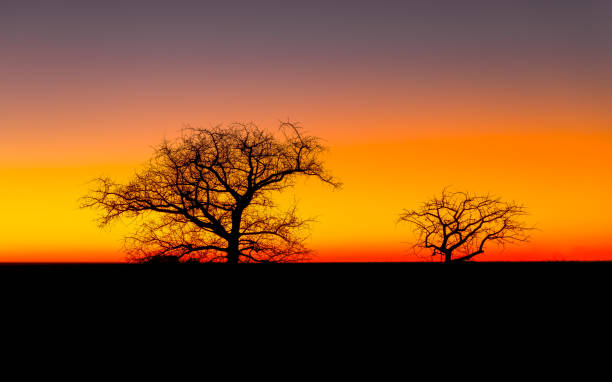 istock A beautiful african sunset, Onguma Game Reserve ( Neighbour of Etosha National Park), Namibia. 1973885498