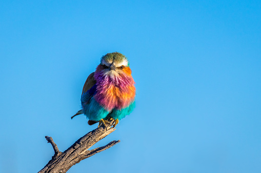 Lilac-breasted roller (Coracias caudatus) with a colorful plumage looking towards the camera, Etosha National Park, Namibia.  Horizontal.