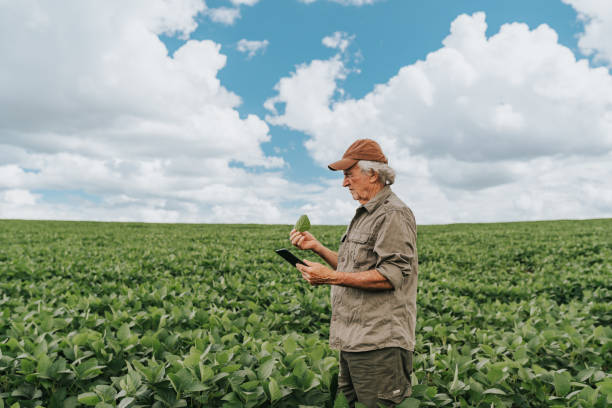 istock Agronomist inspecting leaf in soybean plantation 1973897852