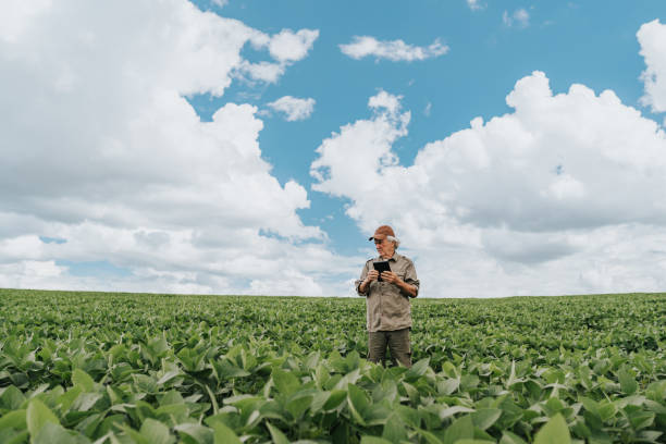 istock Farmer inspecting soybean plantation 1973897853