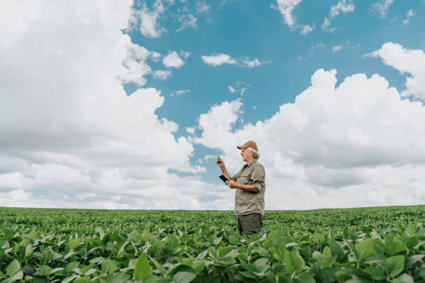 istock Senior agronomist looking for anomalies in soybeans 1973897859