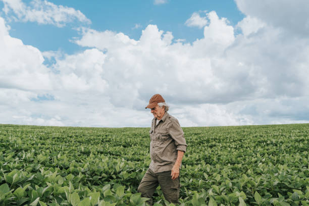 istock Farmer walking in soybean plantation 1973899506
