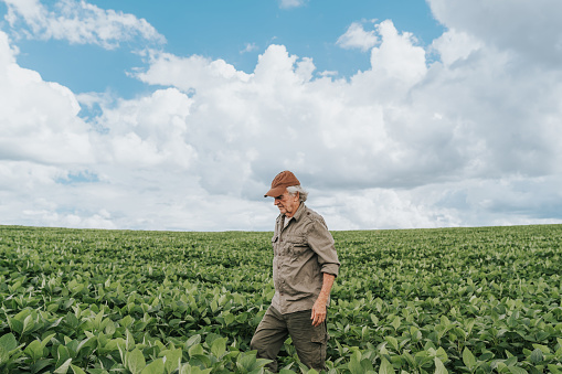 Farmer walking in soybean plantation