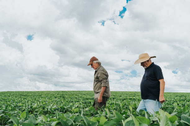 istock Farmers examining growing soybeans 1973903293