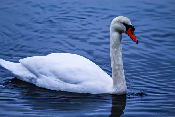istock White swan blue waters orange beak 1973905406
