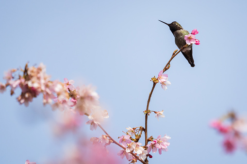 Hummingbird sitting on a cherry blossom branch.