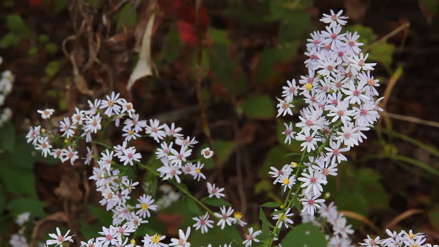 Kansas Flower White Panicle Aster
