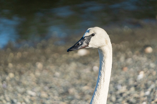 Swan stretching wings on the beach in the Esquimalt Lagoon in Victoria, BC.