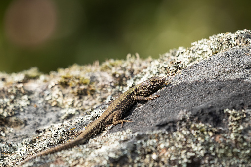 Common Wall Lizard on the rocks in Victoria, BC.