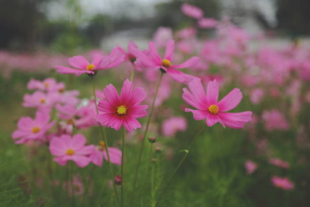 pink flowers in the garden - foto de acervo