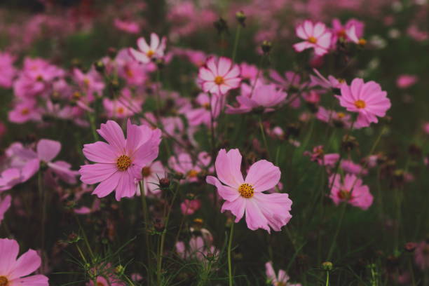 pink flowers in the garden - foto de acervo